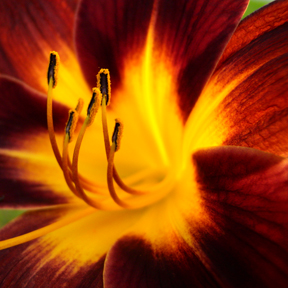 Macro of lily